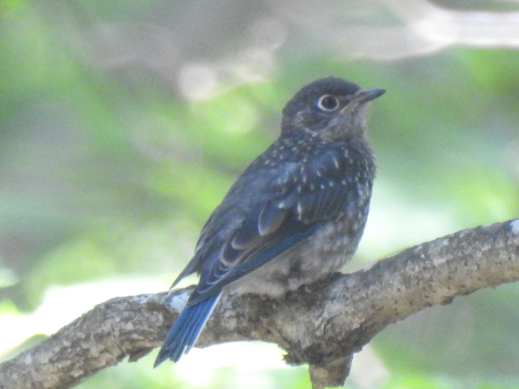 Juvenile bluebird